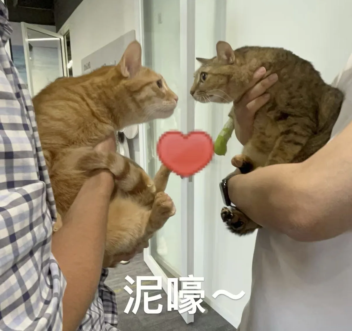 两只猫见面表情包