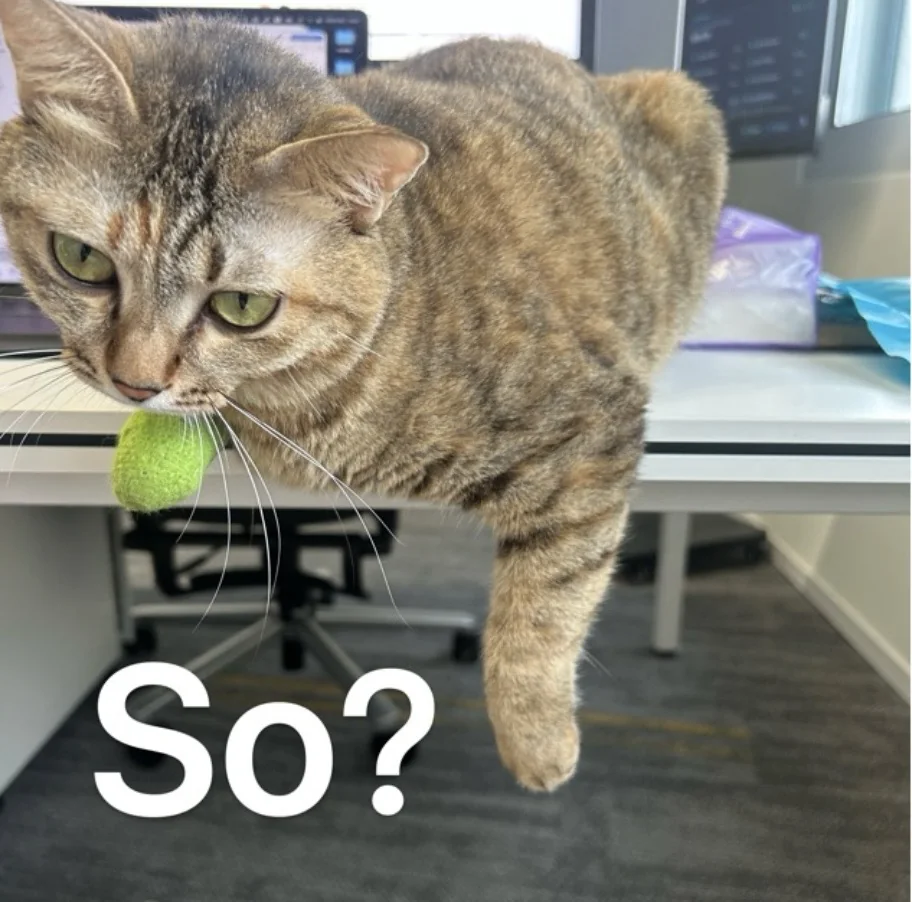 叼着球趴在工位上的猫，配字 So?