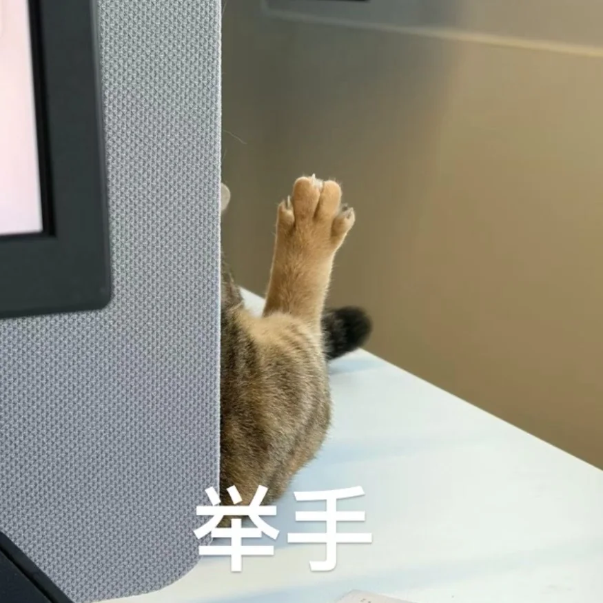 桌上举起一只猫爪，配字举手
