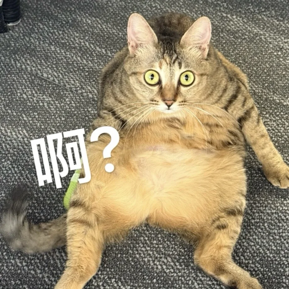 摊在地毯上瞪着眼的猫，配字啊阿？