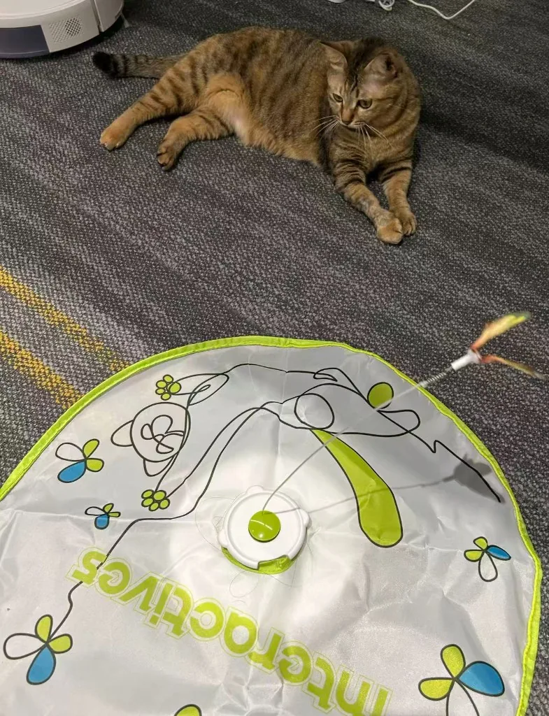 躺在自动逗猫棒旁边的芒果